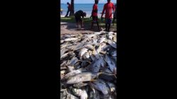 video-mostra-cardume-de-xareu-pescado-no-jaragua,-maceio