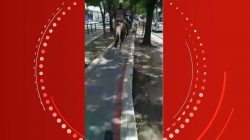 video-mostra-pessoas-cavalgando-na-ciclovia-da-avenida-fernandes-lima,-em-maceio