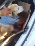 policia-investiga-crime-de-maus-tratos-contra-cachorro-esfaqueado-em-vicosa,-al