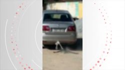 video:-motorista-arrasta-cachorro-morto-amarrado-a-carro-na-cidade-universitaria,-maceio