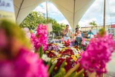 feira-de-flores-de-holambra-leva-mais-de-200-especies-para-arapiraca,-al