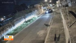 defesa-do-motorista-diz-que-ele-nao-percebeu-que-atropelou-cachorro-no-jaragua,-em-maceio