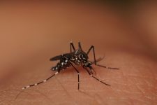 casos-de-dengue-em-maceio-diminuem-92%-em-2023