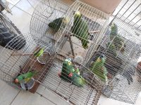 operacao-ambiental-resgata-178-aves-silvestres-e-prende-4-pessoas-em-alagoas