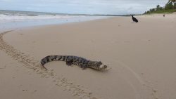 video:-jacare-e-resgatado-na-praia-de-carro-quebrado,-em-alagoas