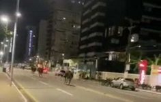 video:-cavalos-da-pm-fogem-assustados-com-barulho-de-fogos-do-sao-joao-de-maceio,-em-jaragua