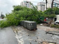 arvore-cai-na-avenida-aristeu-de-andrade,-em-maceio