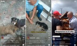 policia-abre-inquerito-para-apurar-abandono-de-dezenas-de-caes-que-cometeram-canibalismo-em-maceio