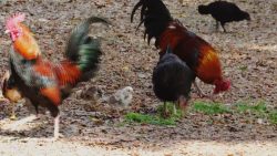 policia-localiza-rinha-de-galo-em-taquarana,-al;-animais-estavam-com-cabecas-cobertas-e-pes-amarrados