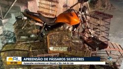 mais-de-20-passaros-silvestres-sao-resgatados-em-maceio-e-sao-jose-da-laje,-al