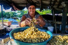 sururu-pode-ser-extinto-da-lagoa-mundau-apos-colapso-de-mina-em-maceio,-diz-especialista