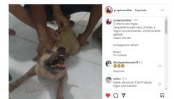 briga,-sangramento,-convulsao…-barulho-de-fogos-apavoram-animais-de-abrigo-no-ano-novo-em-maceio