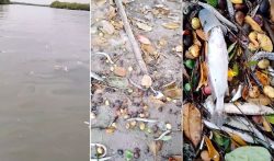 video:-peixes-aparecem-mortos-na-mesma-lagoa-em-que-mina-de-sal-se-rompeu-em-maceio